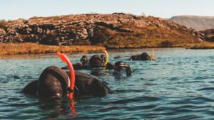 People Snorkeling swimming diving in the blue cold glacier water in famous fissure Silfra between two tectonic plates in the national park Thingvellir in Iceland. Blue transparent water, deep colors.